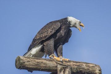 Weißkopfseeadler (Haliaeetus leucocephalus).