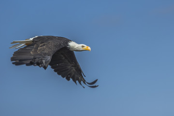 Weißkopfseeadler (Haliaeetus leucocephalus).