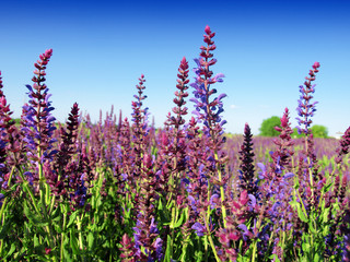 Lavender flower close up