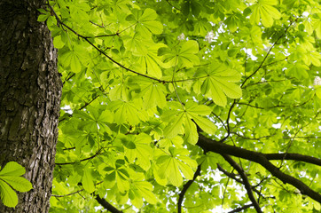 buckeye hungarian, Aesculus hippocastanum