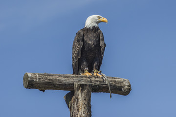 Weißkopfseeadler (Haliaeetus leucocephalus).