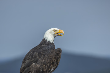 Weißkopfseeadler (Haliaeetus leucocephalus).