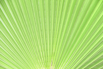 Green leaf