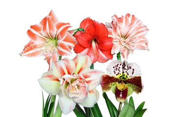 Closeup of a Red and White Striped Amaryllis