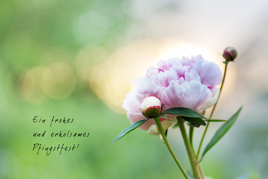 Fototapeta Peony blossom and good wishes for Pentecost