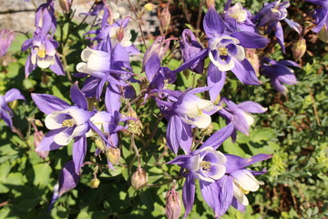 Alpine Columbine (Aquilegia Alpina) in Innsbruck, Austria