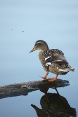 Duck 3