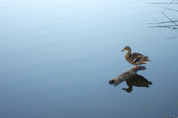 Duck on Log