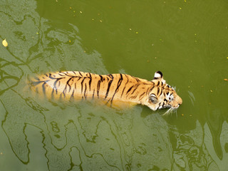 Royal bengal tiger