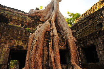 Ta Prohm Temple of Angkor Thom, Cambodia