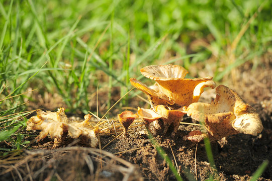Mushrooms on the ground