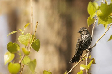 Female Red Winged Blackbird