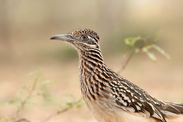 Correcaminos en un rancho en San Antonio