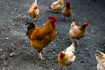 Hühner auf dem Bauernhof