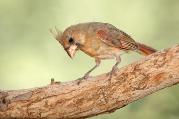Northern cardinal con plumaje de verano  posado en una rama