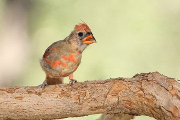 Northern cardinal con plumaje de verano posado en una rama