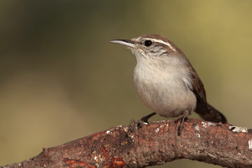 Bewicks wren en una rama