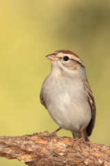 Chipping sparrow en una rama