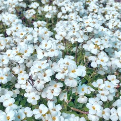 ogród białych kwiatów