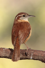 Carolina wren en una rama