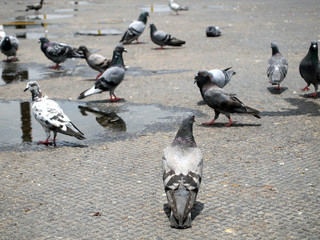 Obraz premium Many pigeon