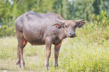 water buffalo eating grass in field