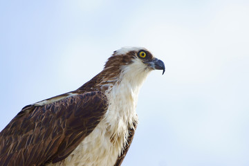 Obraz premium Osprey,bird of prey,at Florida swamp