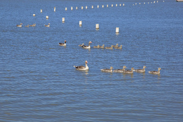 ノイジートラー湖のカモの親子
