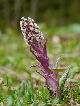 Burdock Butterbur