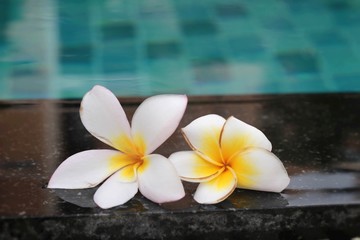 plumeria flower and blue swimming pool rippled water detail