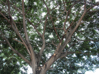 Under big green tree