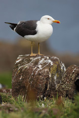 Gaviota en su posadero habitual