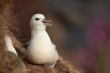 Fulmar en su nido en Escocia