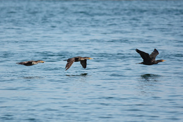 Cormoranes en vuelo rasante sobre el mar