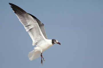 gaviota reidora en vuelo