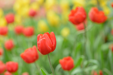 Beautiful bouquet of tulips, tulips in spring,colourful tulips.