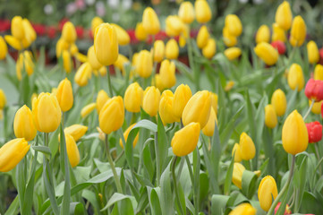 Obraz premium Beautiful bouquet of tulips, tulips in spring,colourful tulips.