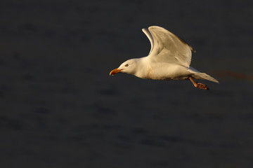 Gaviota en vuelo sobre el mar al atardecer