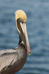 Pelícano marrón en Port Aransas