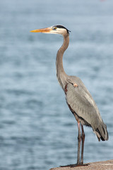 Great blue heron en el puerto de Port Aransas