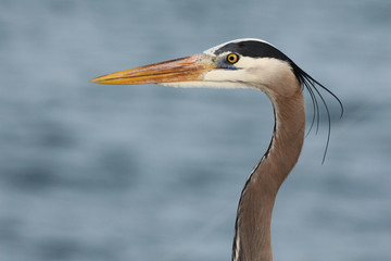 Great blue heron en Port Aransas