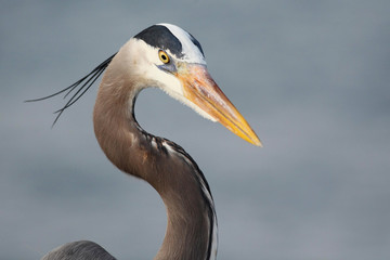 Great blue heron en Port Aransas