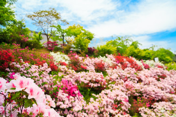 Field of flowers of Japanese Azalea