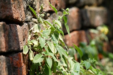 Little Plant growing on brick wall
