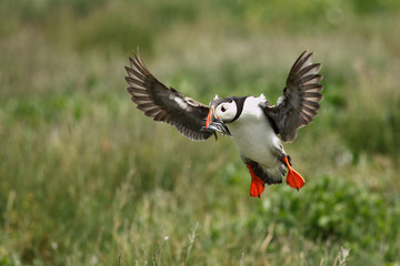 Frailecillo en Islas Farne