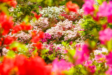 Field of flowers of Japanese Azalea