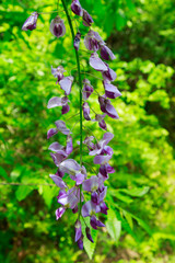 full-blown wisteria in a Japanese forest