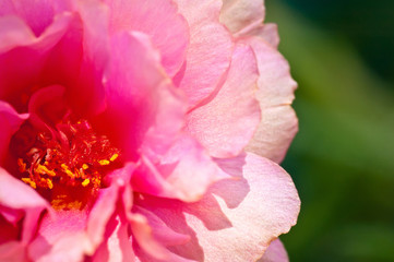 Close Up Pink Common Purslane flower