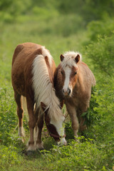 Ponys rodeados de hierba 