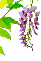 Japanese wild wisteria isolated